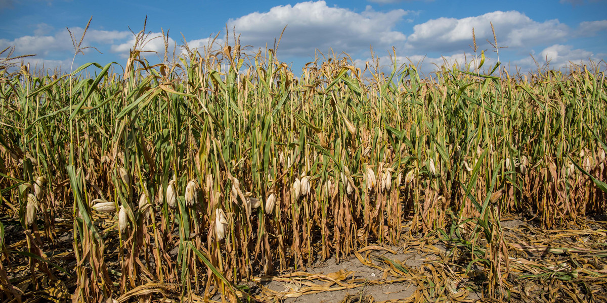 Zwłoki w polu kukurydzy (zdjęcie ilustracyjne)