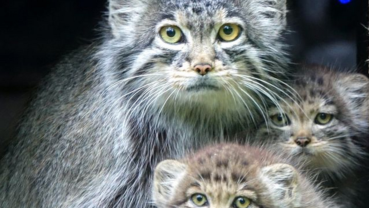 Poznań: z zoo uciekł manul, przedstawiciel zagrożonego gatunku