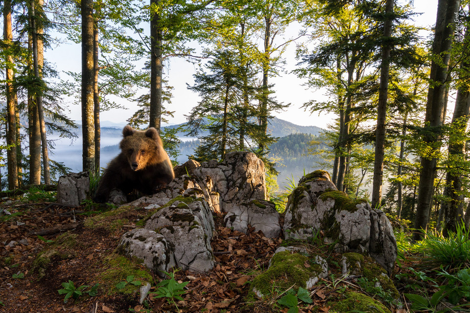 Wyróżnienie w kategorii "Zwierzęta w swoim środowisku" - "Terytorium niedźwiedzia", Marc Graf, Austria