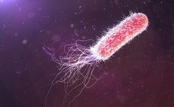 Czym jest lekooporna bakteria pałeczki ropy błękitnej?