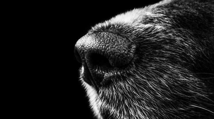 Leharapta egy brit politikus ujjbegyét egy kutya / Illusztráció: Pixabay