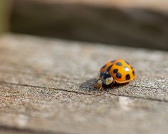Chcesz, aby biedronki azjatyckie ominęły twój dom? Przygotuj aromatyczny spray