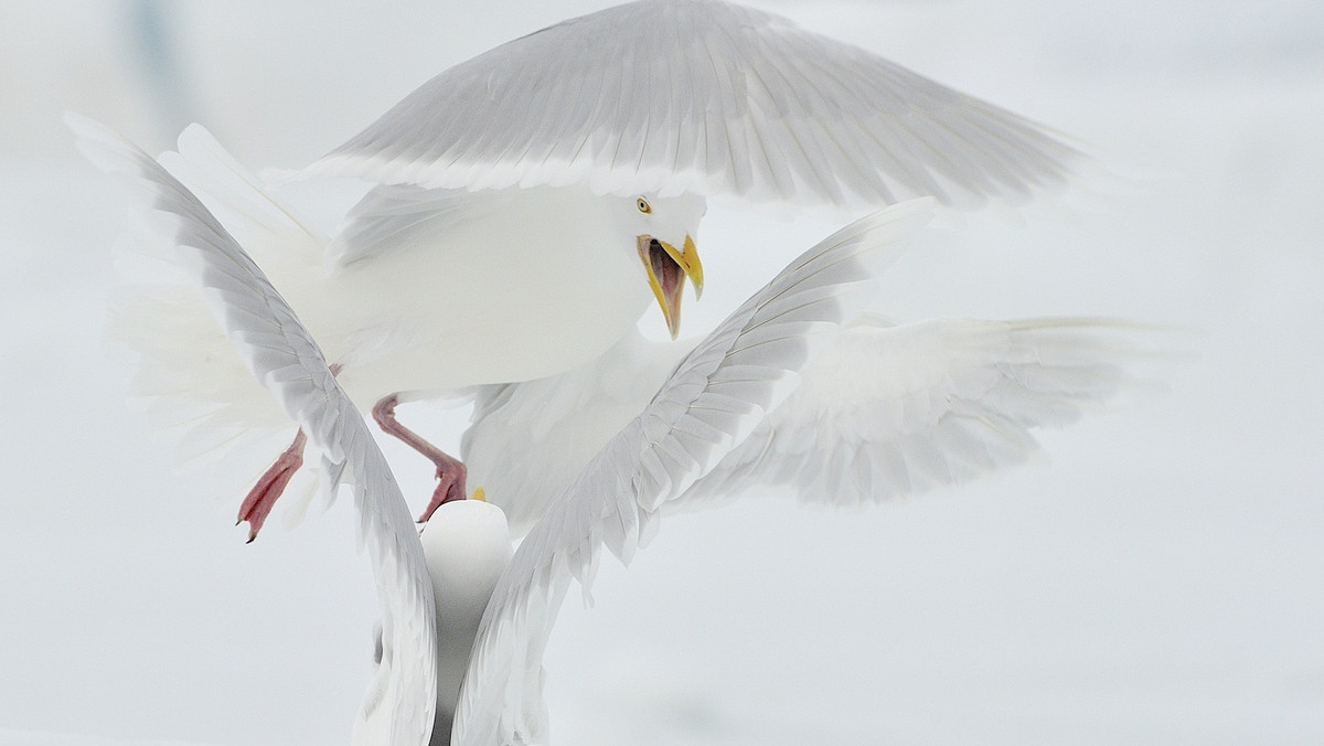 Redakcja miesięcznika National Geographic Polska wraz z członkami kapituły wyłoniła zwycięzców 7. edycji Wielkiego Konkursu Fotograficznego. GRAND PRIX konkursu otrzymał Michał Jastrzębski, za fotografię "Sprzeczka". Zwycięskie prace można znaleźć na łamach grudniowego wydania miesięcznika. Wręczenie statuetek odbędzie się podczas uroczystej gali 5 grudnia br.