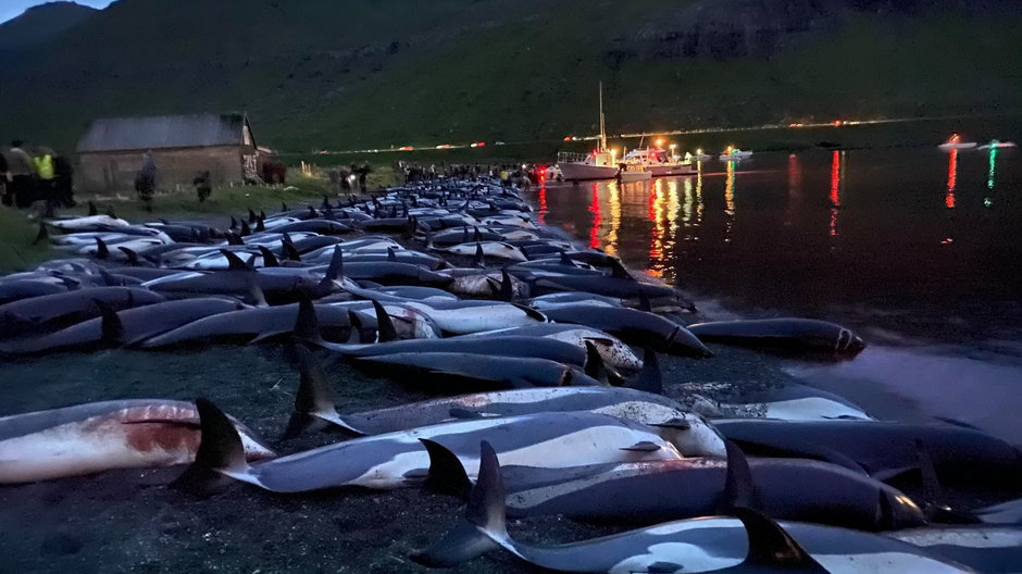 Tylko zeszłej nocy na Wyspach Owczych zabito ok. 1500 deflinów / fot. Sea Shepherd Faroe Islands Campaign