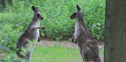 Wojna kangurów z zoo