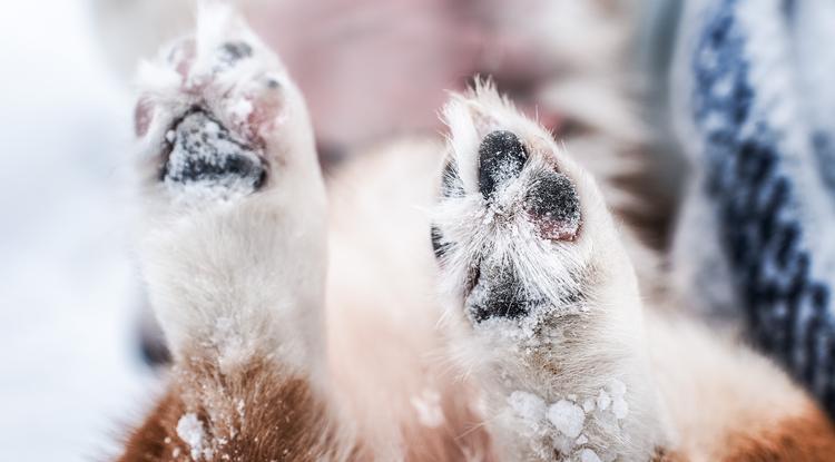 A kutyák tappancsa télen könnyen kisebesedhet Fotó: Getty Images