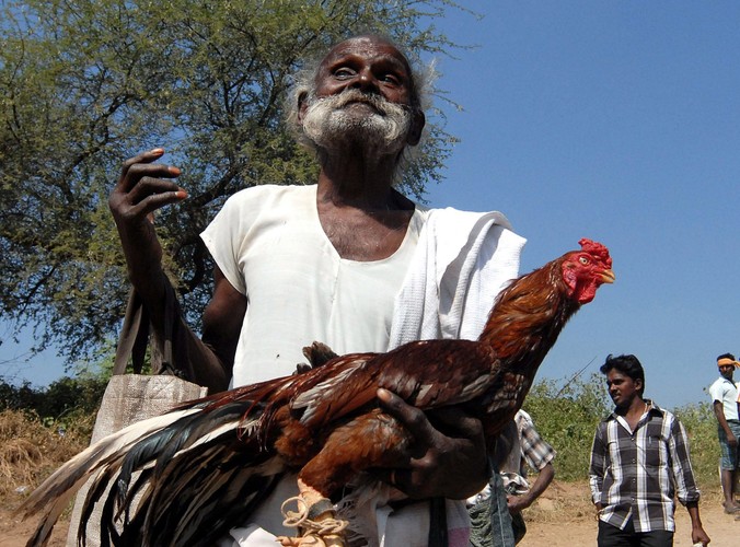 Starszy mężczyzna niesie swego koguta na miejsce, gdzie organizowane są walki. Zdjęcie wykonane w wiosce Poolamvalasu w Indiach
