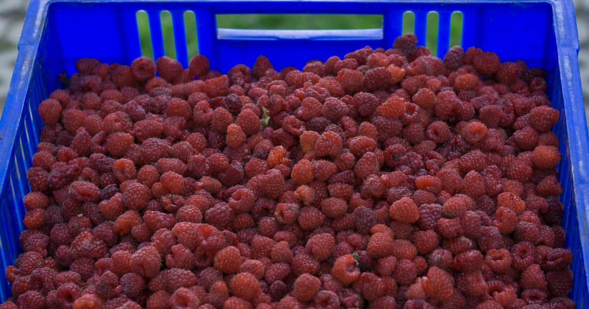 Existuje nebo neexistuje malinová tajná dohoda?  Nákupy kontroloval Úřad pro ochranu hospodářské soutěže a spotřebitele.  tady jsou výsledky