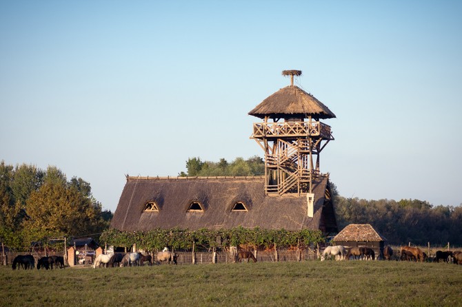 Zasavica