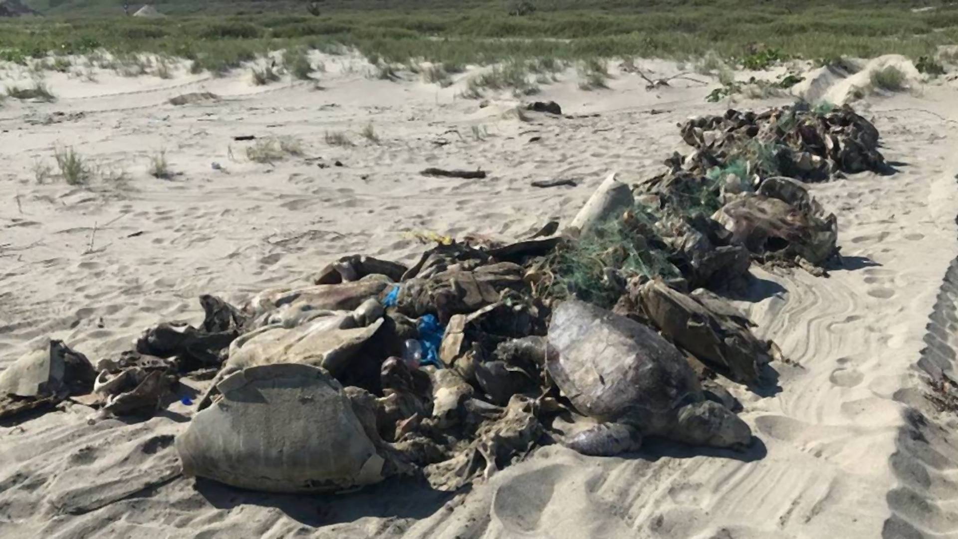 Stovky ohrozených morských korytnačiek zomreli, zabila ich rybárska sieť
