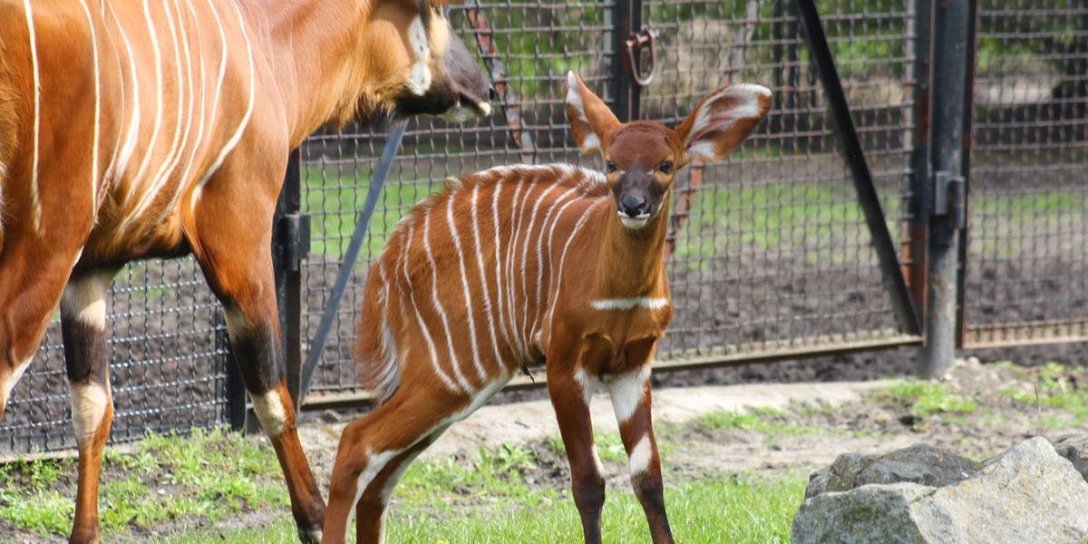 Antylopy bongo są gatunkiem zagrożonym wyginięciem