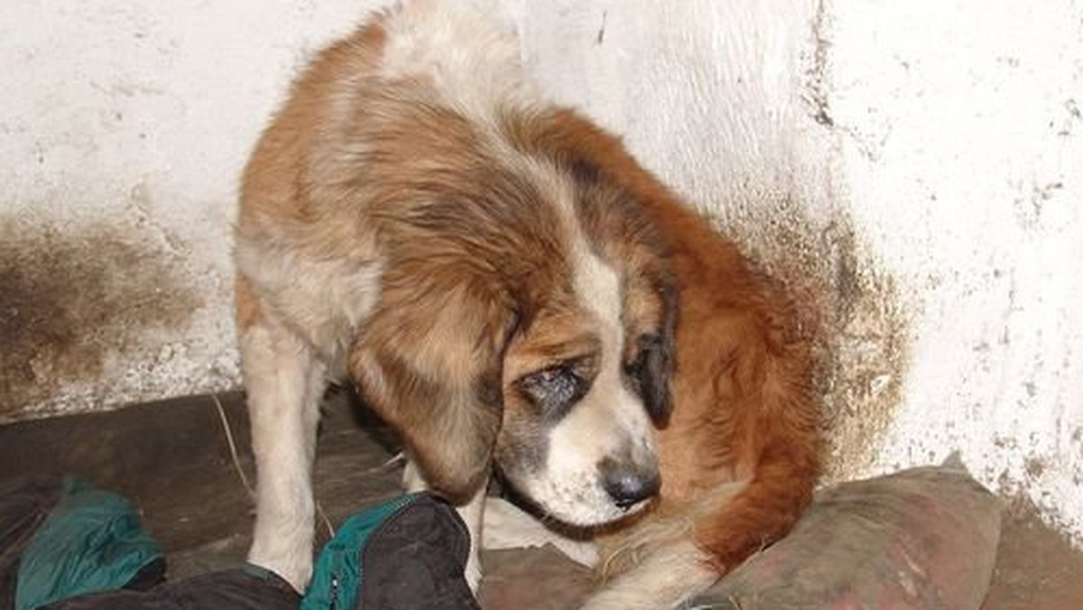 Policjanci Golubia-Dobrzynia odebrali właścicielowi psa, który był trzymany w złych warunkach.