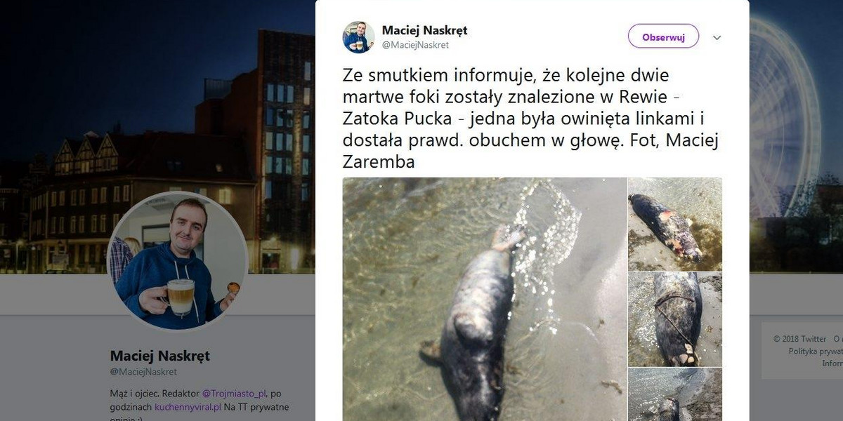 Kolejne martwe foki znalezione nad Bałtykiem