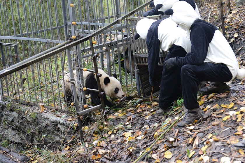 Przedszkole dla pand w Chengdu. Najsłodsze miejsce na świecie!