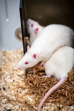 Czy badania leków na zwierzętach są skuteczne? Szwajcarscy naukowcy nie pozostawiają złudzeń