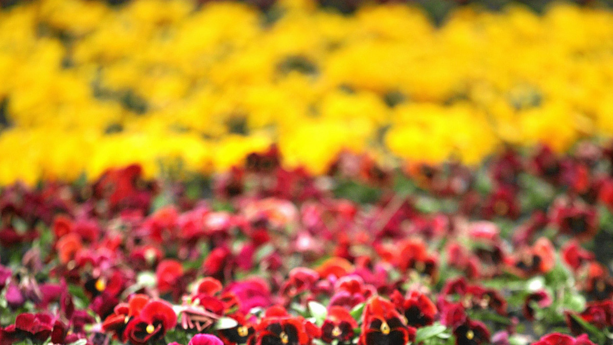 Bratki, niezapominajki, stokrotki, krokusy, tulipany, żonkile. W Warszawie trwają właśnie wiosenne nasadzenia. Łącznie na stołecznych trawnikach i w parkach pojawi się 116 tysięcy kwiatów.