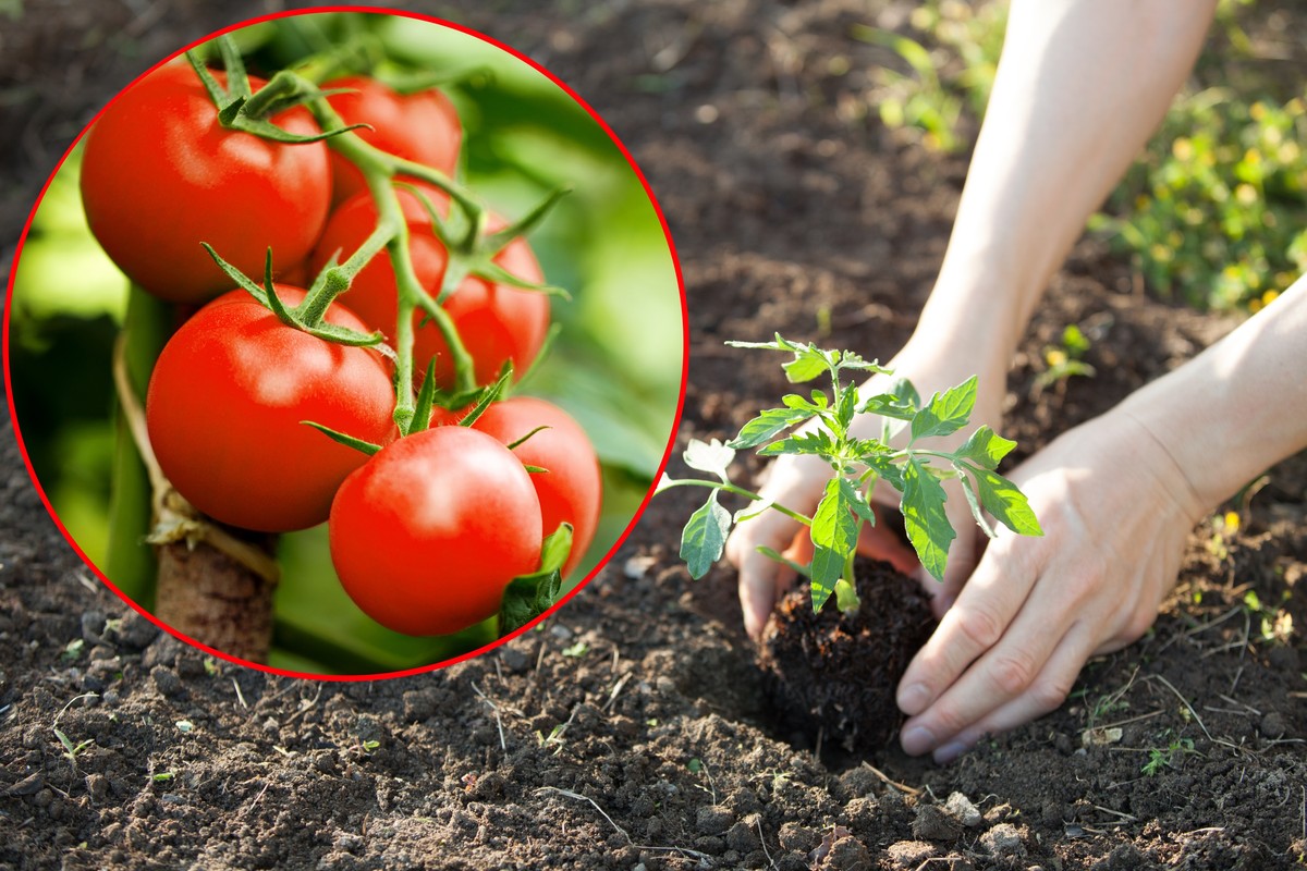 Marzysz o dorodnych, soczystych i aromatycznych pomidorach prosto z krzaczka? Wystarczy rozsypać pod nimi mączkę bazaltową
