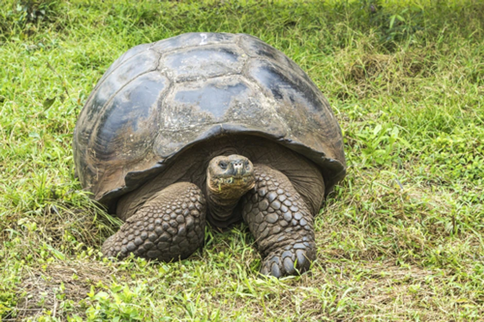 Kornjača sa Galapagosa