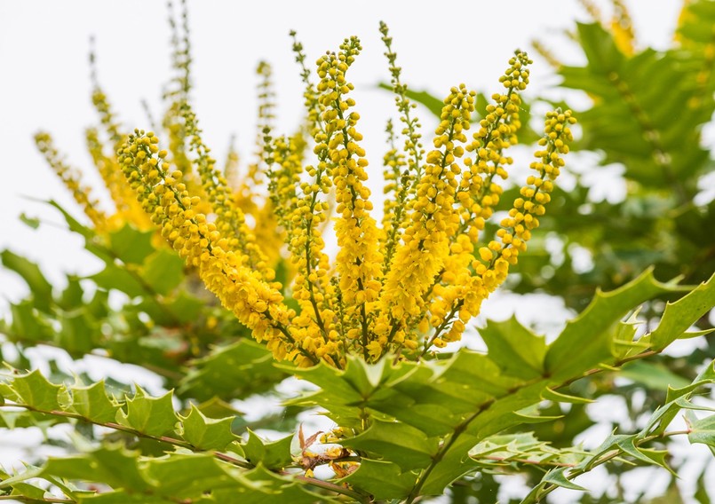 Mahonia japońska kwitnie zimą