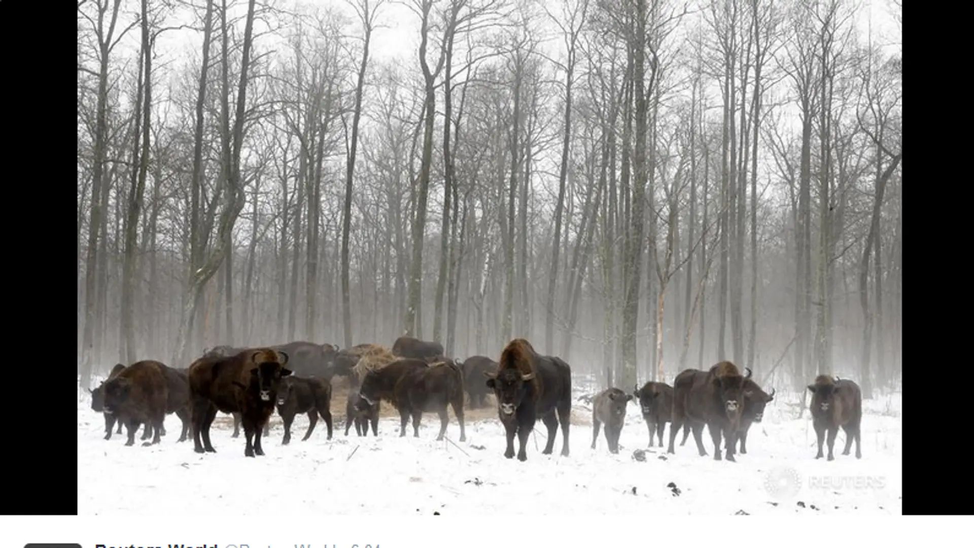 30 lat po katastrofie w Czarnobylu życie kwitnie. Matka Natura ze wszystkim sobie poradzi