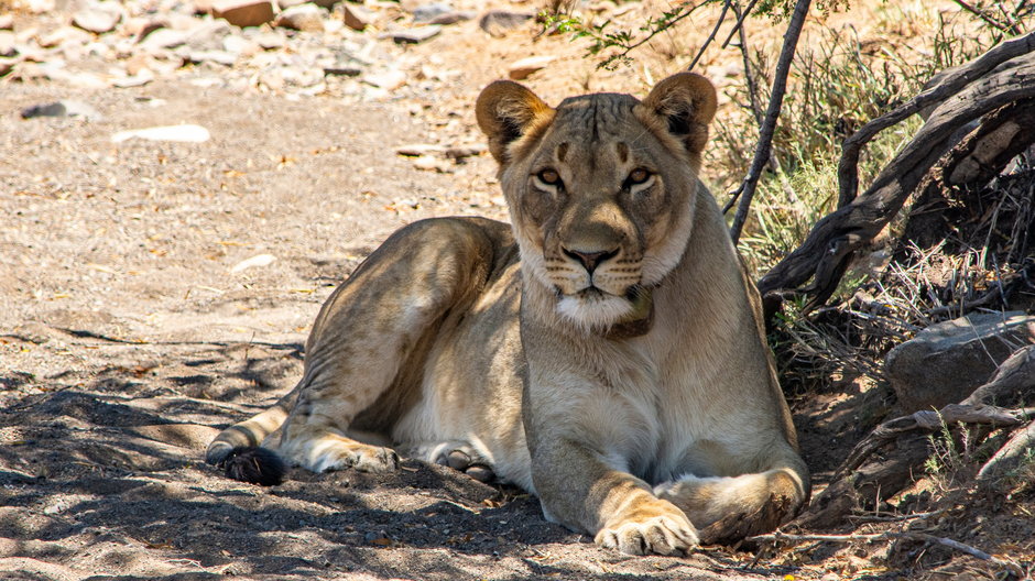 Lwica zakażona COVID-19 zmarła w indyjskim zoo