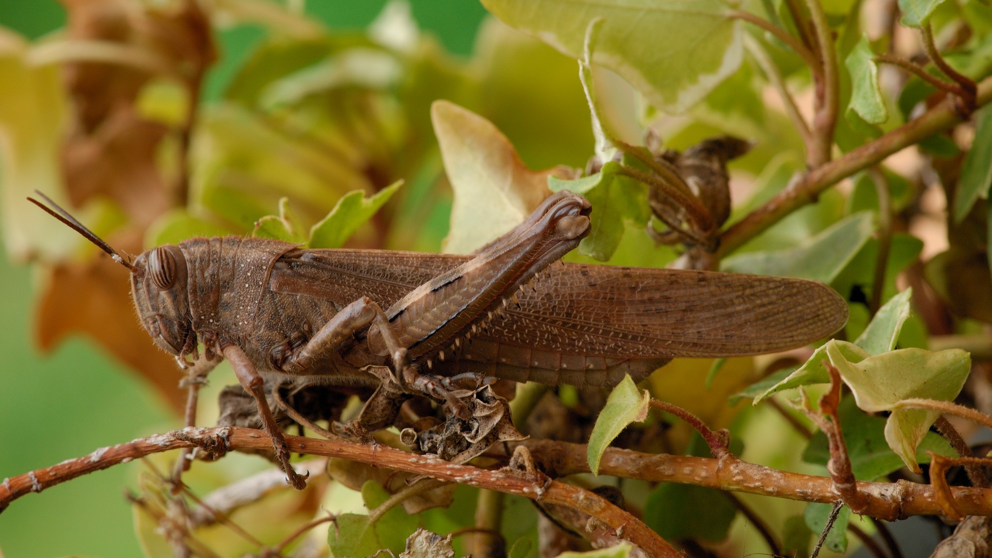 Nebezpečná egyptská kobylka (Anacridium aegyptium)