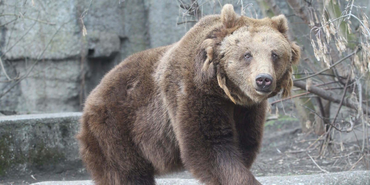 Misie na wybiegu w zoo