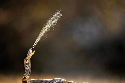 Naja mossambica, kobra plująca. Występuje na terenach południowo--wschodniej Tanzanii i w Afryce Północnej. Fot. Guy Edwardes/Nature Picture Library/BE&W
