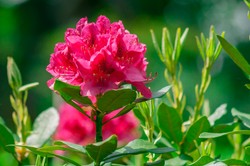 Zastosuj taki nawóz, a różanecznik stanie się ozdobą ogrodu