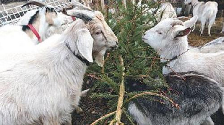 Megeteti kecskéivel a karácsonyfákat