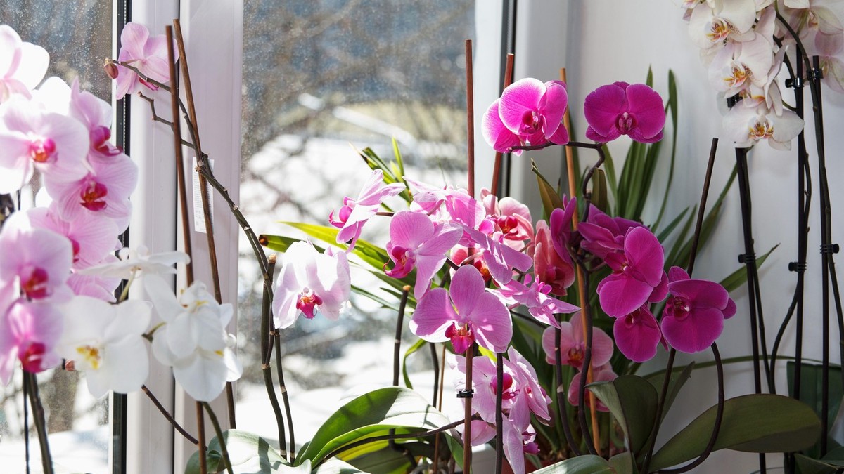 Orhideje