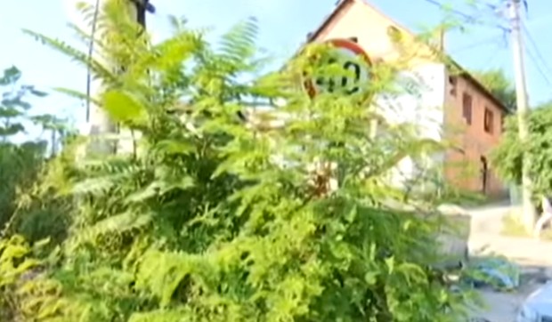 Saobraćajni znak zarastao u šiblje