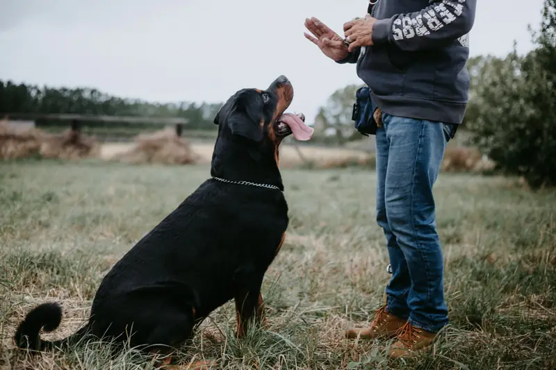 Rottweiler / Tom Verdoot z Pexels