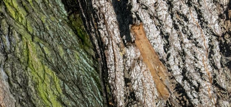 Dlaczego pielgrzymi obgryzali święte drzewo w Cielętnikach koło Częstochowy?