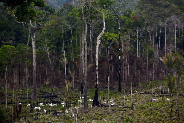 wypalony las w Amazonii Brazylia, Bloomberg