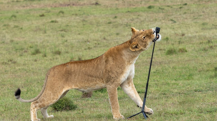 A pimasz oroszlán lopott egy kamerát / Fotó: Profimedia