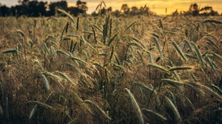 Gra o uwolnienie zboża z Ukrainy