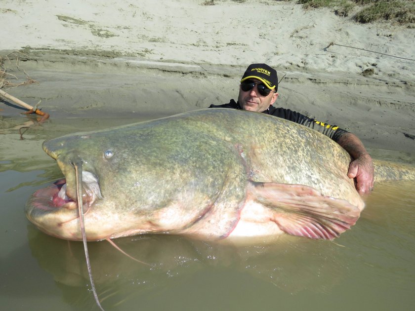 Sum gigant złowiony we Włoszech