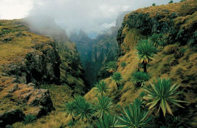 Galeria Etiopia - Góry Semien, obrazek 4