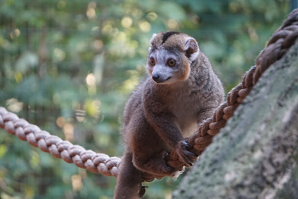 Lemur koroniasty