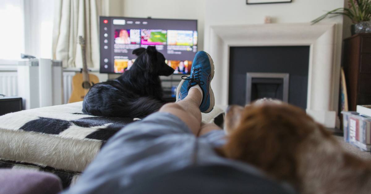 Psy oglądają telewizję. Mają nawet preferencje co do treści