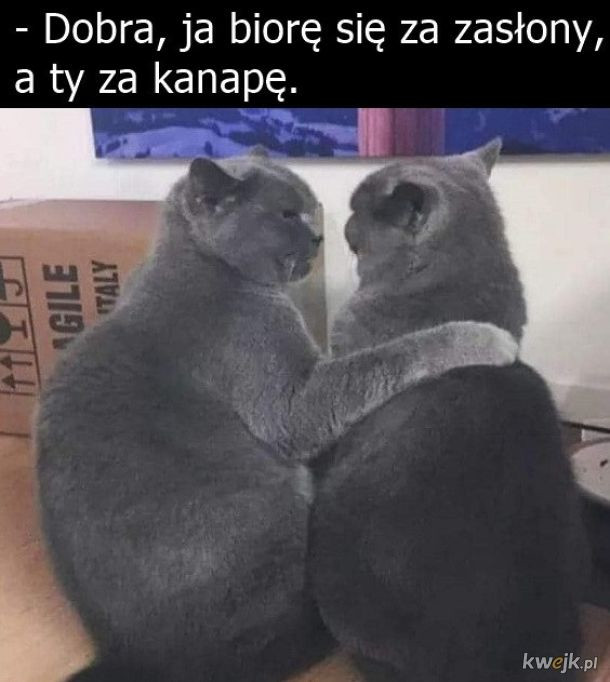 Najlepsze memy o kotach