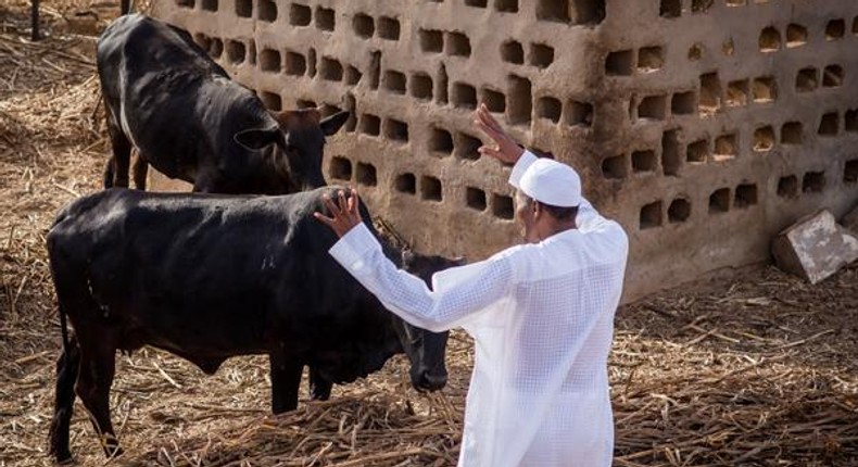 President Muhammadu Buhari, pictured here on his livestock farm in Daura, Katsina State, says Nigeria has a special advantage in food and livestock productions  [Presidency]