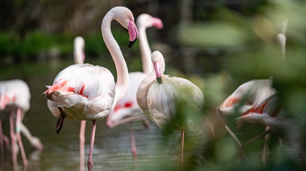 Flamingi pomogą w zdobyciu nagrody?
