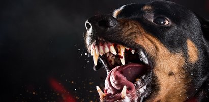 Horror w domu pomocy. Rottweiler uciekł ze spaceru, by zaatakować wolonariuszkę