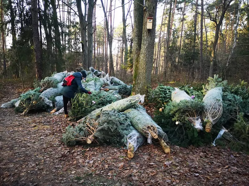 Choinki w plastiku porzucone w lesie