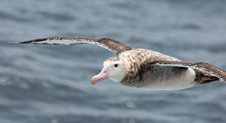 They're Stealthy at Sea, but They Can't Hide From the Albatross