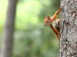Nielegalny handel wiewiórkami. Sprzedano tysiące zwierząt za ponad milion dolarów