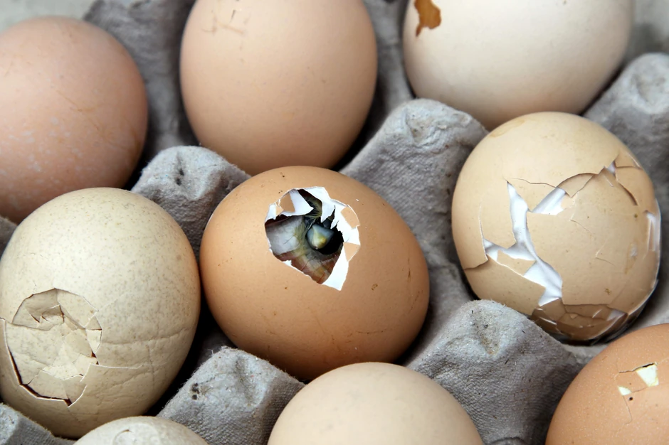 Jaja pucaju od vućine u Žengžuu...