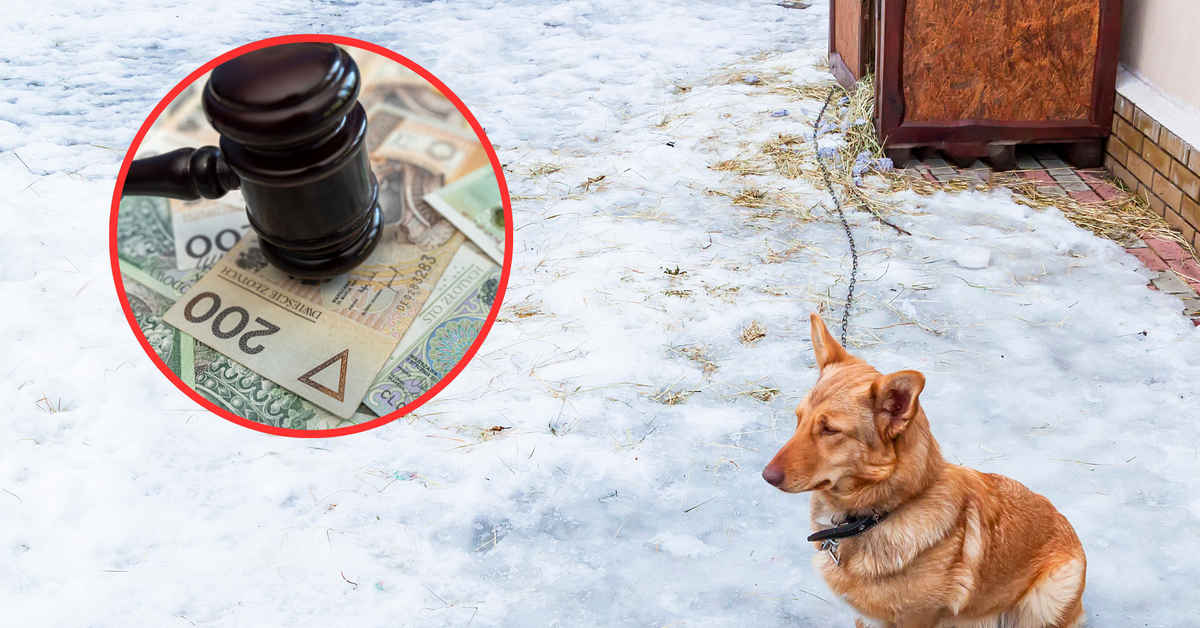 100 tysięcy złotych kary dla właściciela psa za trzymanie go na łańcuchu. Służby sprawdzą warunki bytowe